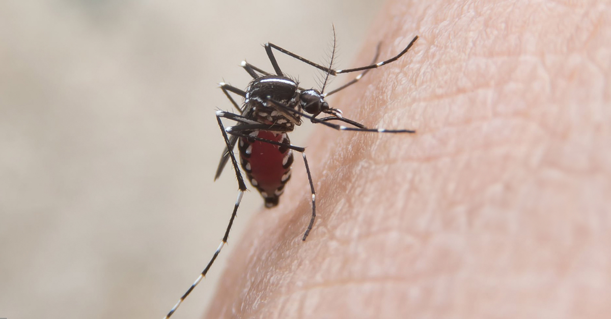 Dengue Em Alta: Como O Vírus Pode Comprometer A Saúde Neurológica
